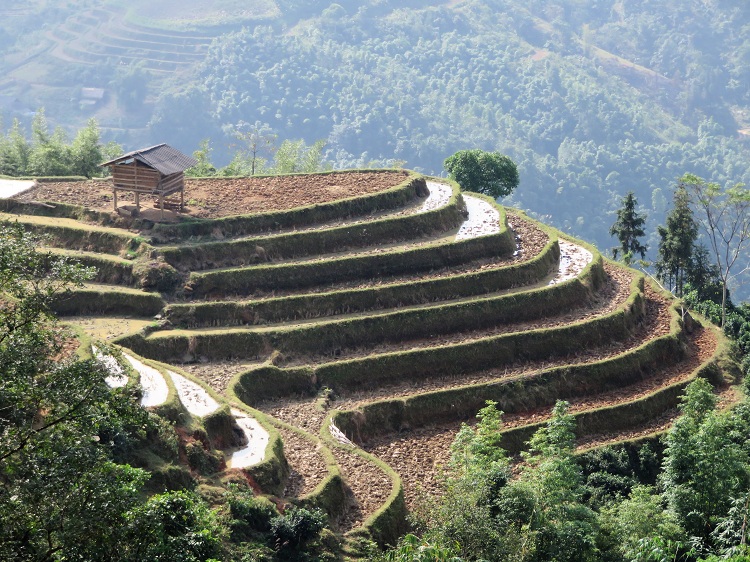 trek hoang su phi ha giang rice terraces